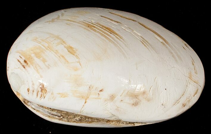 Wide Polished Fossil Clam - Jurassic #17499